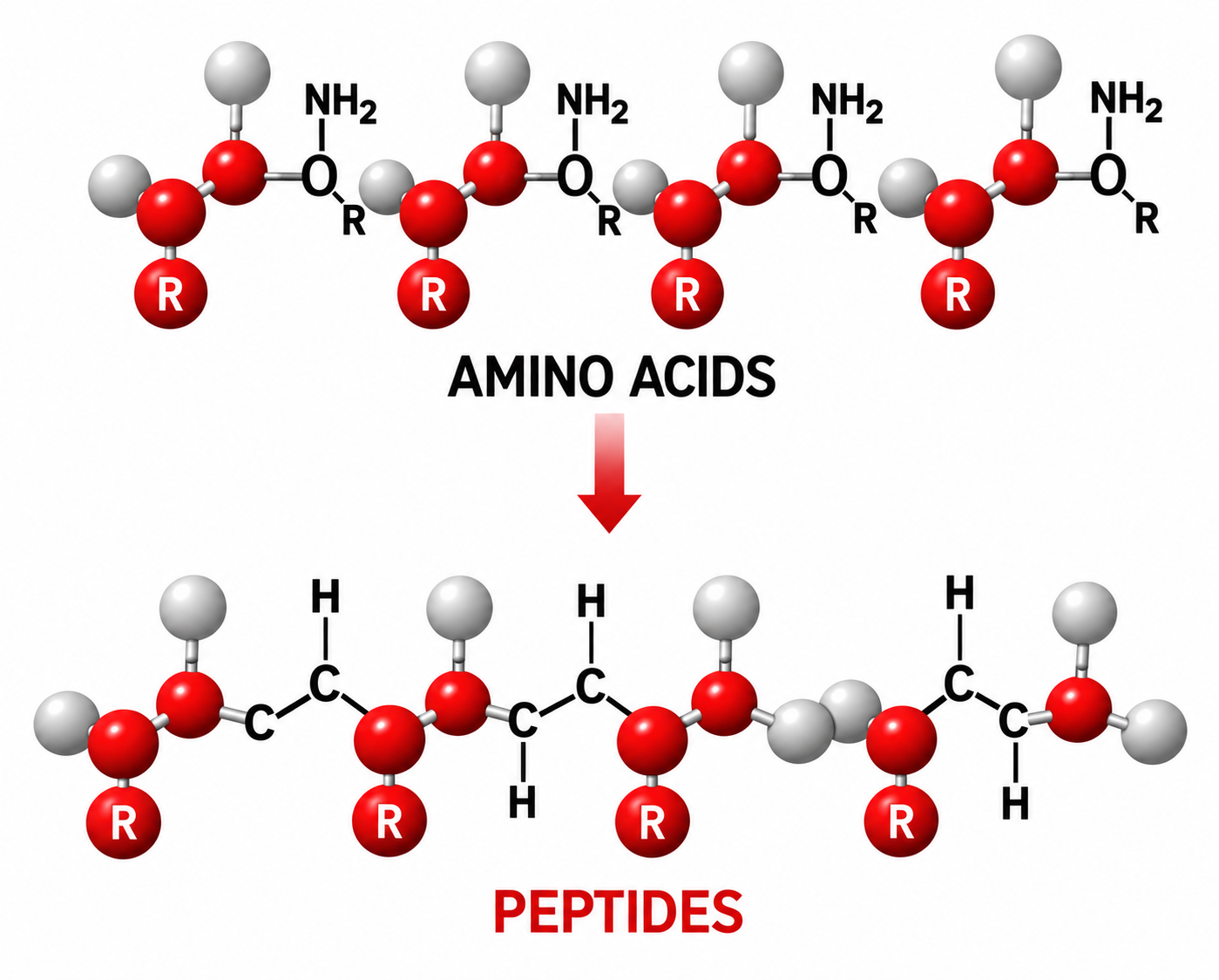 Amino acids forming peptides diagram